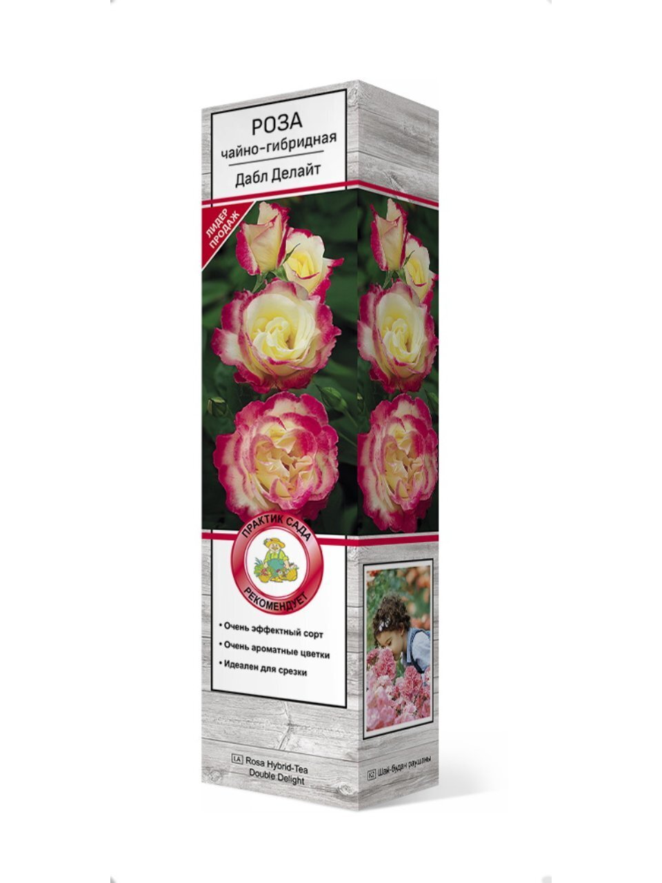 Саженцы Роза чайно-гибридная, Дабл Делайт, лепестки белые с красной каймой