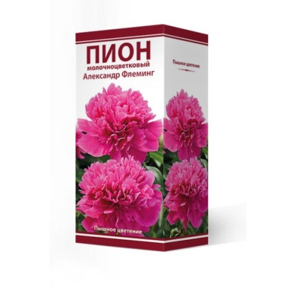 Пион молочноцветковый Александр Флеминг, 2-3/Кор
