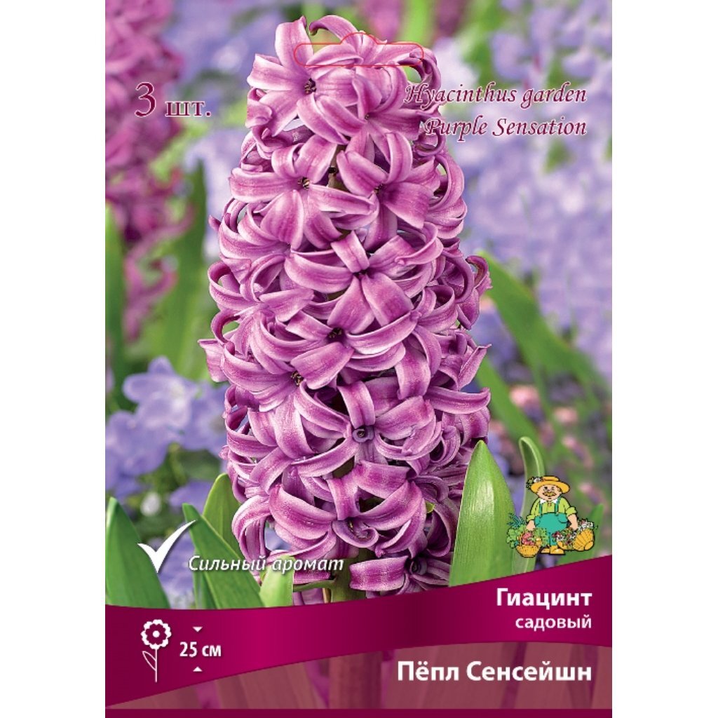 Луковицы Гиацинт садовый, Пепл Сенсейшн, 15-16/К, 3 шт
