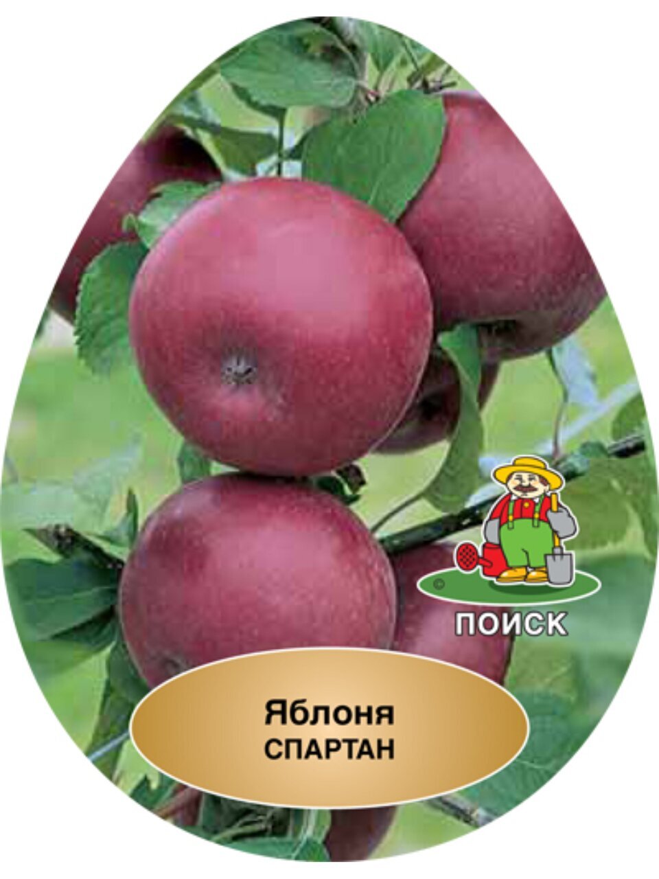 Саженцы Яблоня, Спартан, 2-х лет, подвой клоновый, 54-118, полукарликовые, 847072