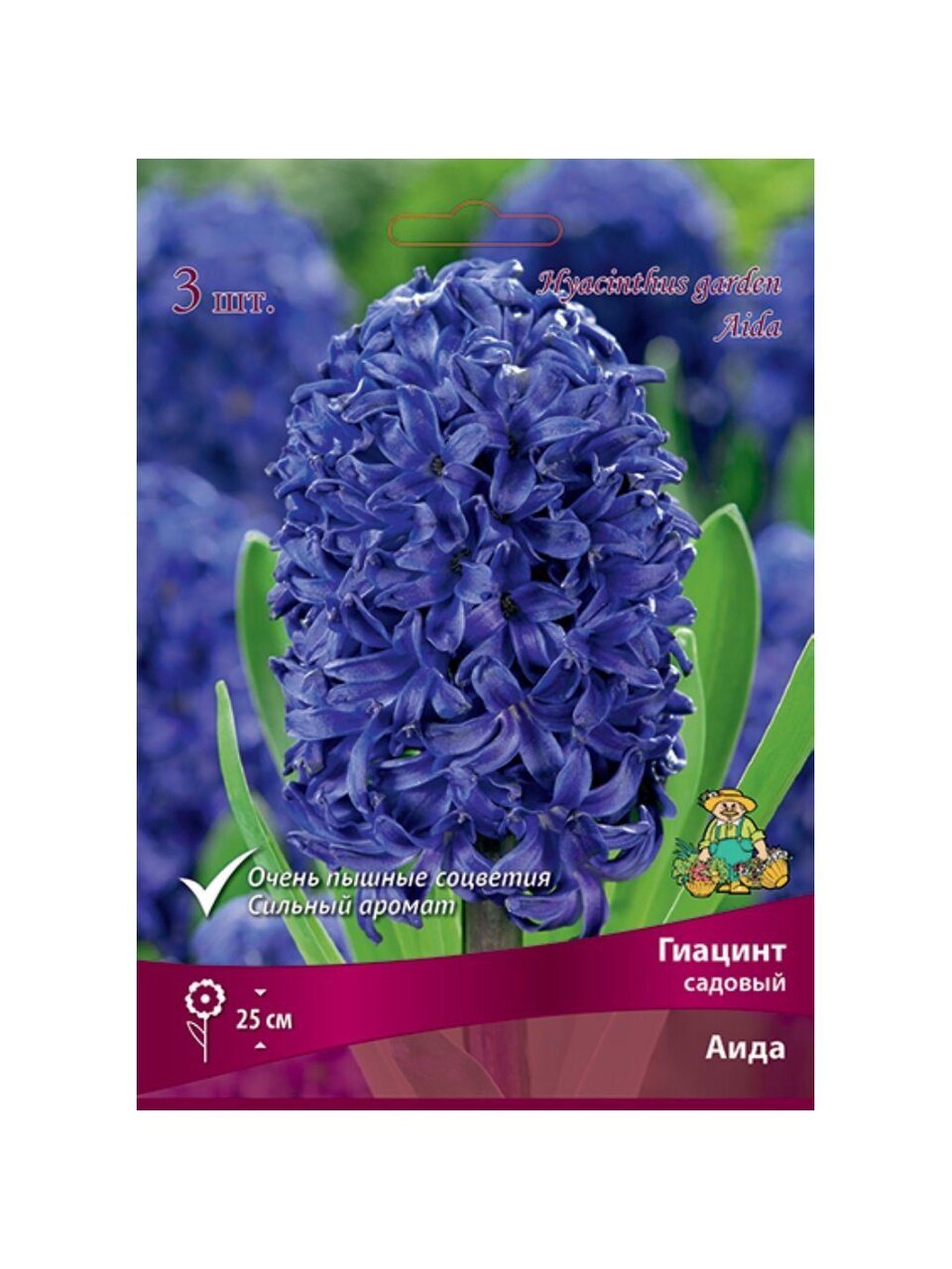 Луковицы Гиацинт садовый, Аида, 14-15/К, 3 шт