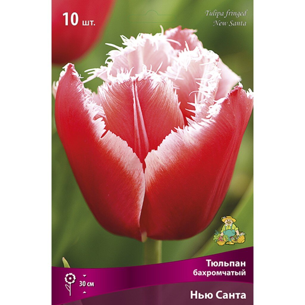 Луковицы Тюльпан бахромчатый, Нью Санта, 11-12/К, 10 шт