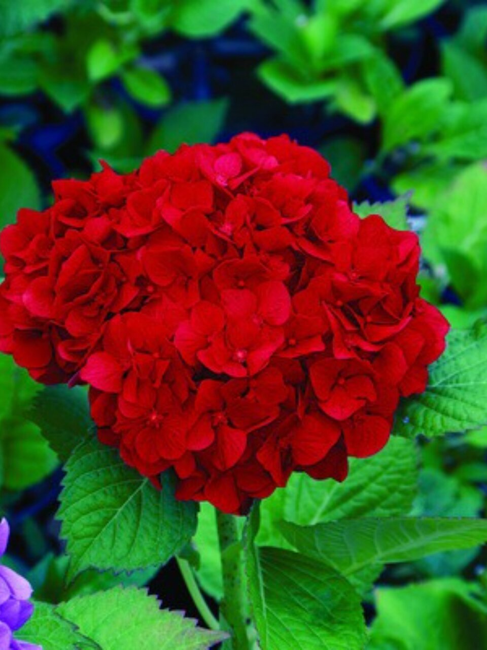 Саженцы Гортензия крупнолистовая, Ред Барон, цветки красные, 750407