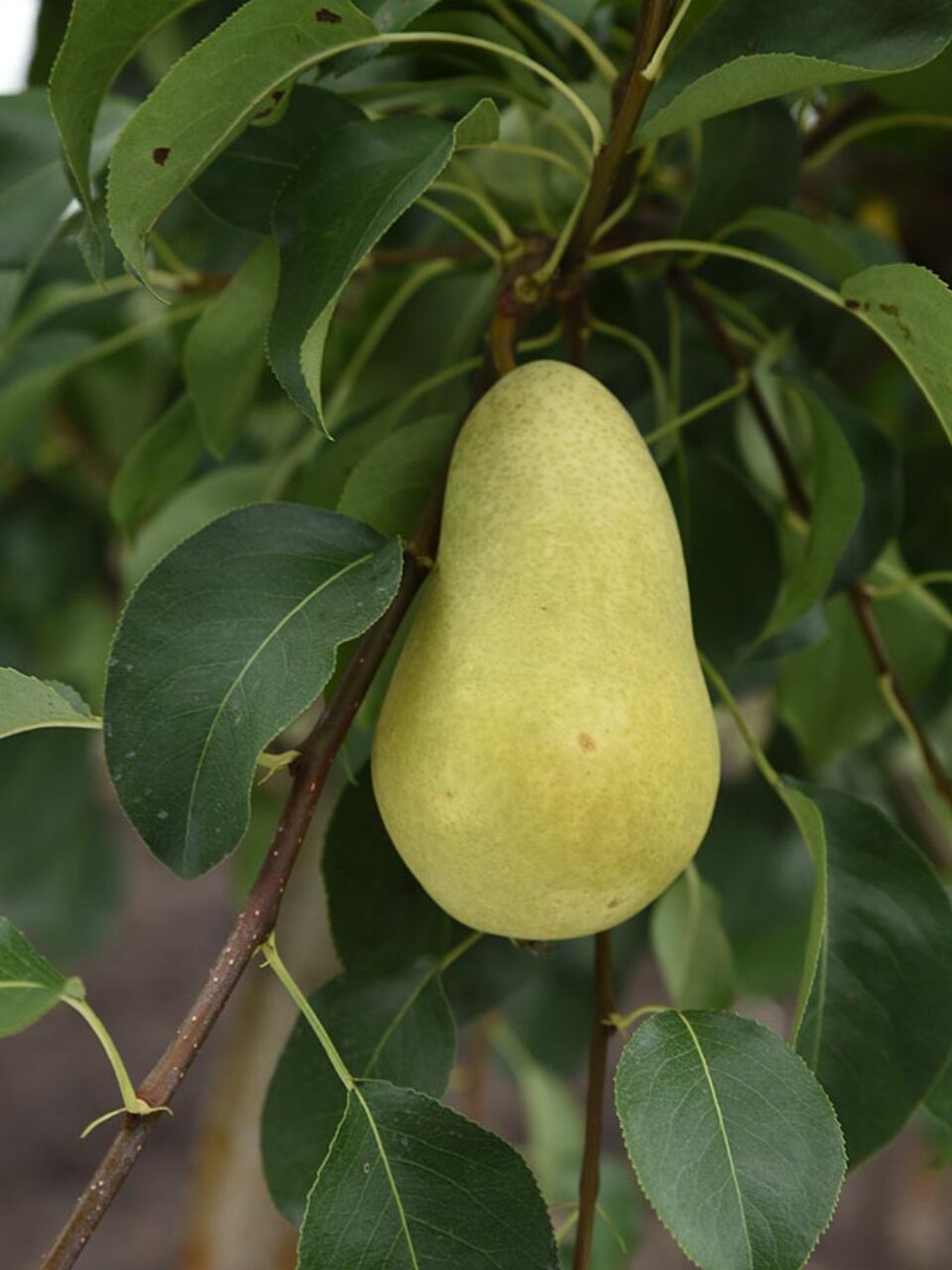 Саженцы Груша, Чижовская, 763558