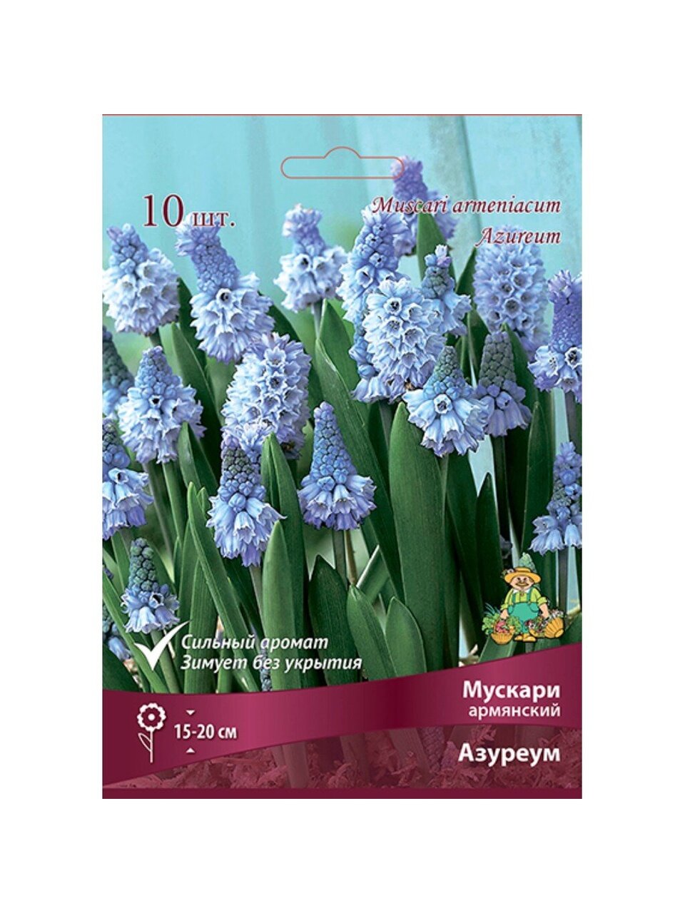 Луковицы Мускари армянский, Азуреум, 6-7/К, 10 шт