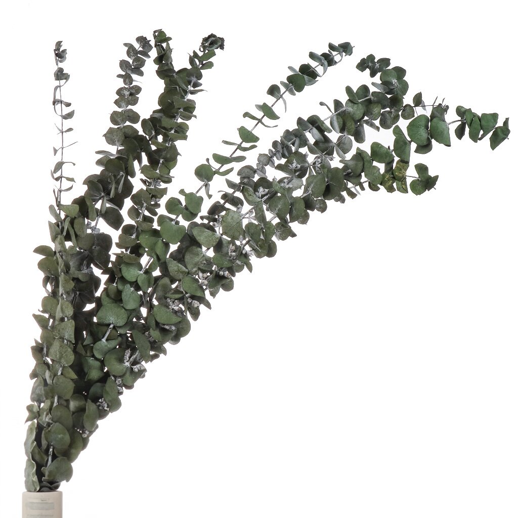 Цветок искусственный декоративный Ветвь, 60 см, темно-зеленый, Y6-10348 цветок искусственный декоративный гипсофила 60 см зеленый y4 6303