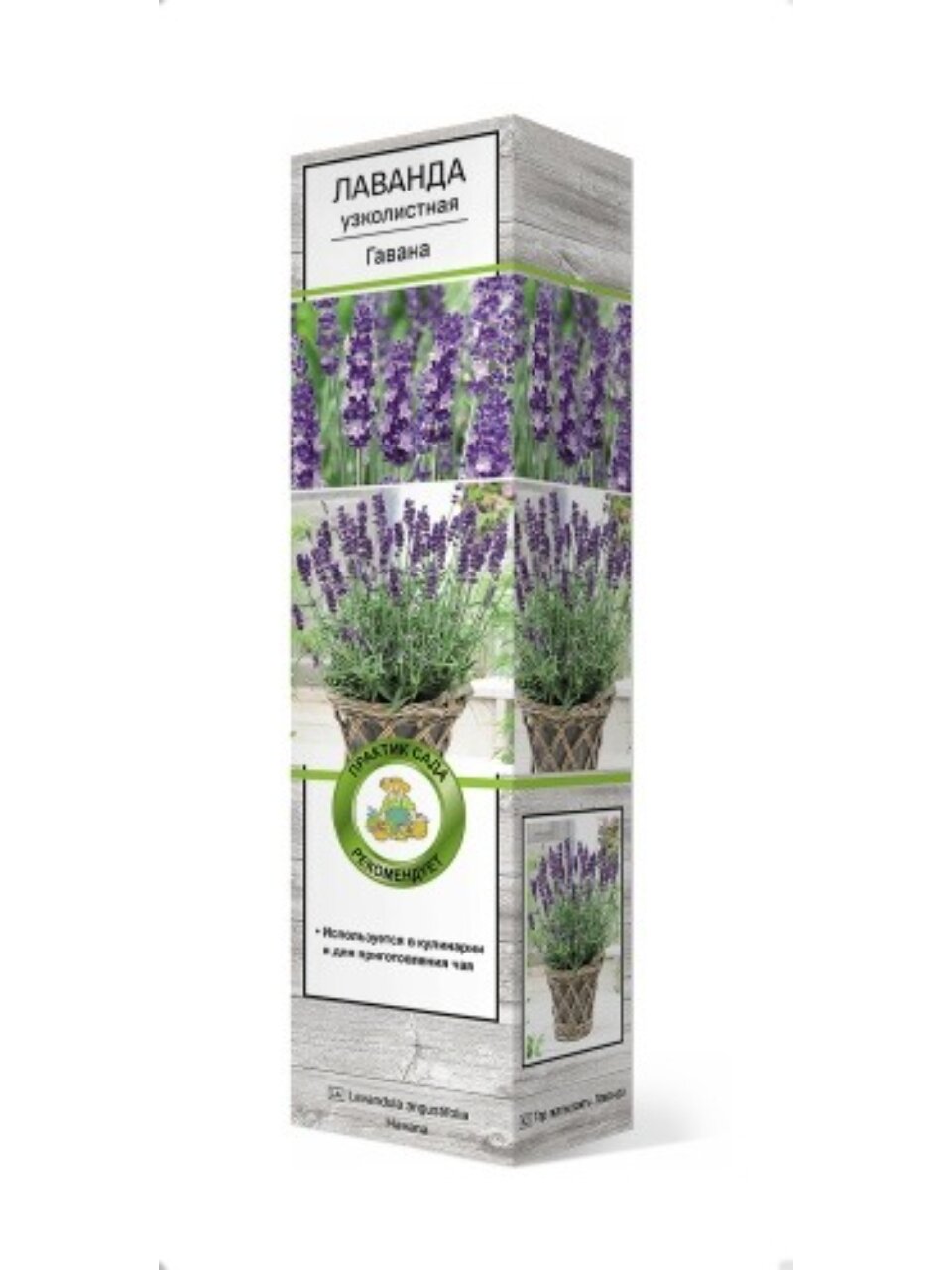 Саженцы Лаванда узколистная, Гавана, 820628