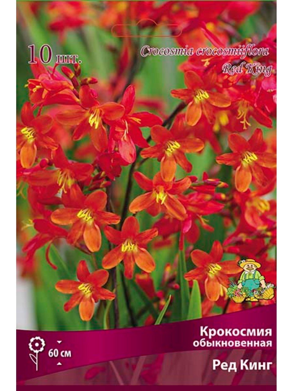 Луковицы Крокосмия, Ред Кинг, 6-7, 10 шт