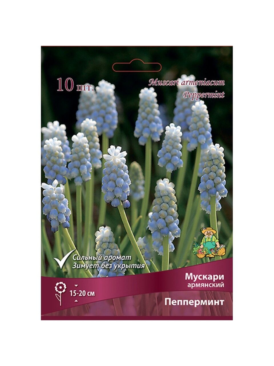 Луковицы Мускари армянский, Пепперминт Стик, 7-8/К, 10 шт