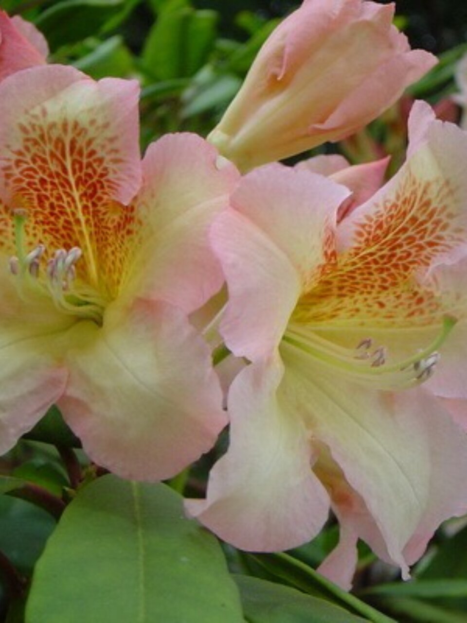 Саженцы Рододендрон гибридный, Бернштейн, 00000750523