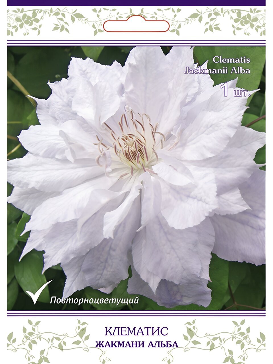 Саженцы Клематис крупноцветковый, Жакмани Альба, 00000834840