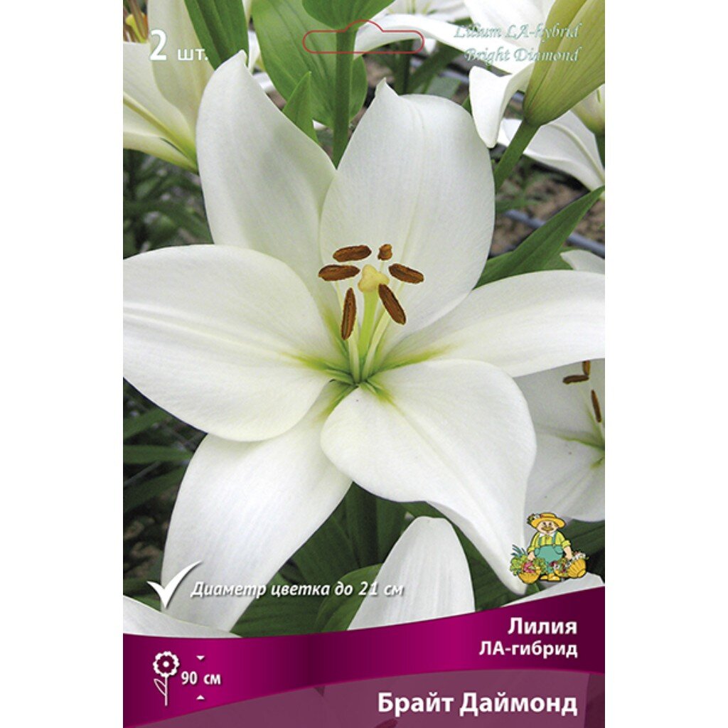Луковицы Лилия ЛА-Гибрид, Брайт Даймонд, 14-16/К, 2 шт