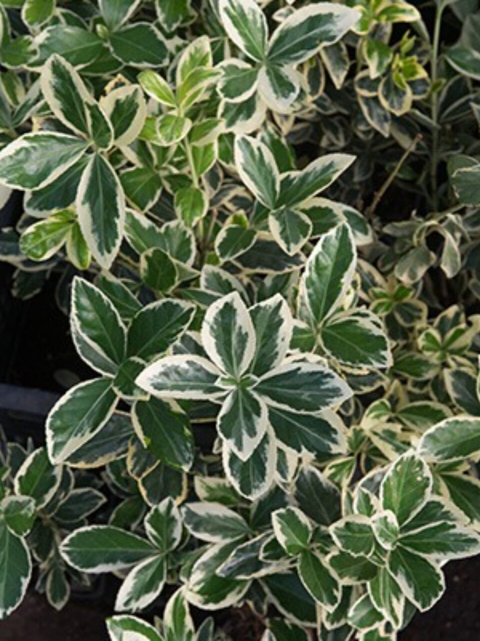 Луковицы Бересклет японские, Браво, 750338