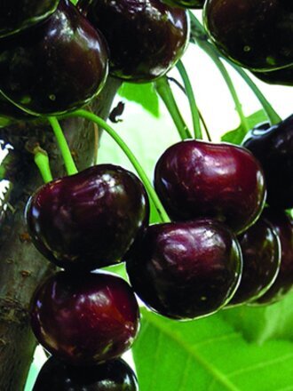 Саженцы Черешня, Ипуть, 762988