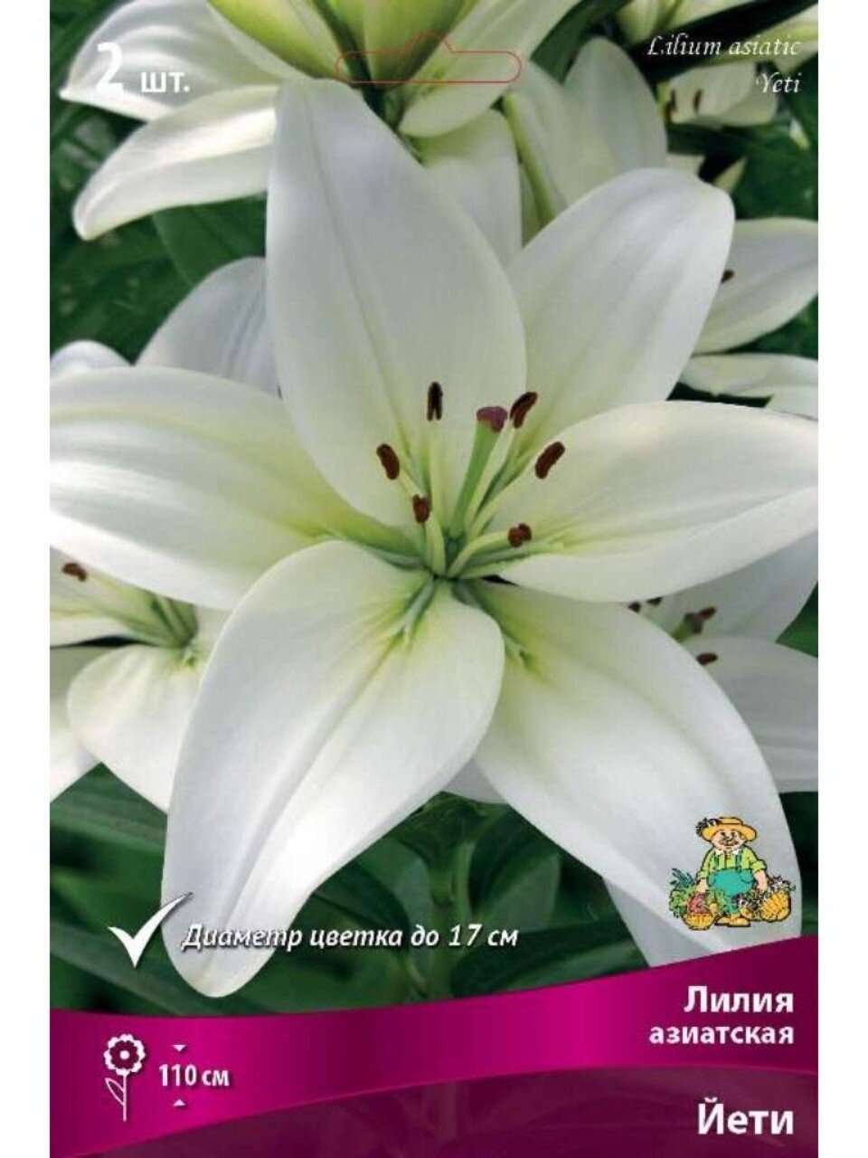 Луковицы Лилия азиатская, Йети, 14-16, 2 шт