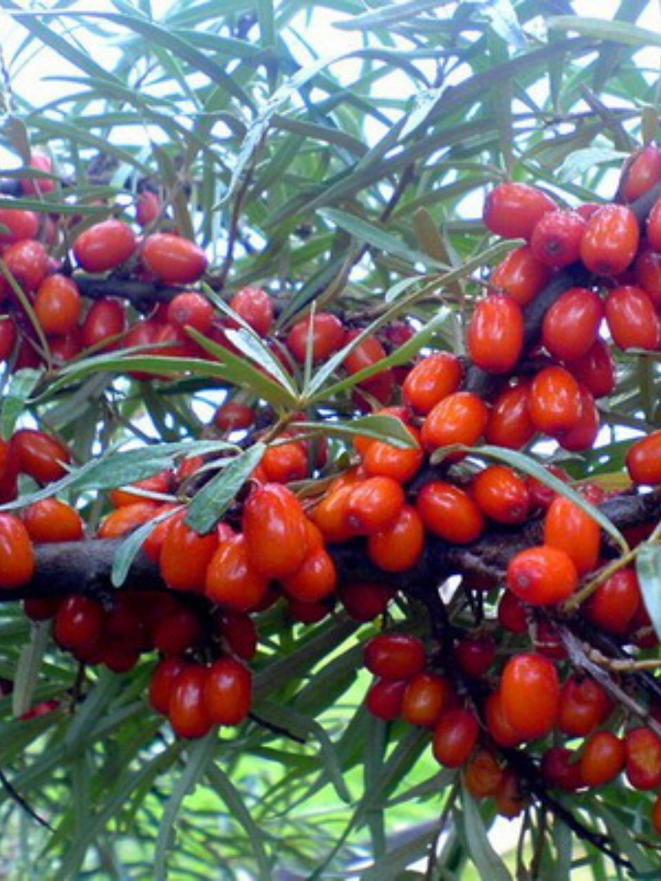 Саженцы Облепиха, Елизавета