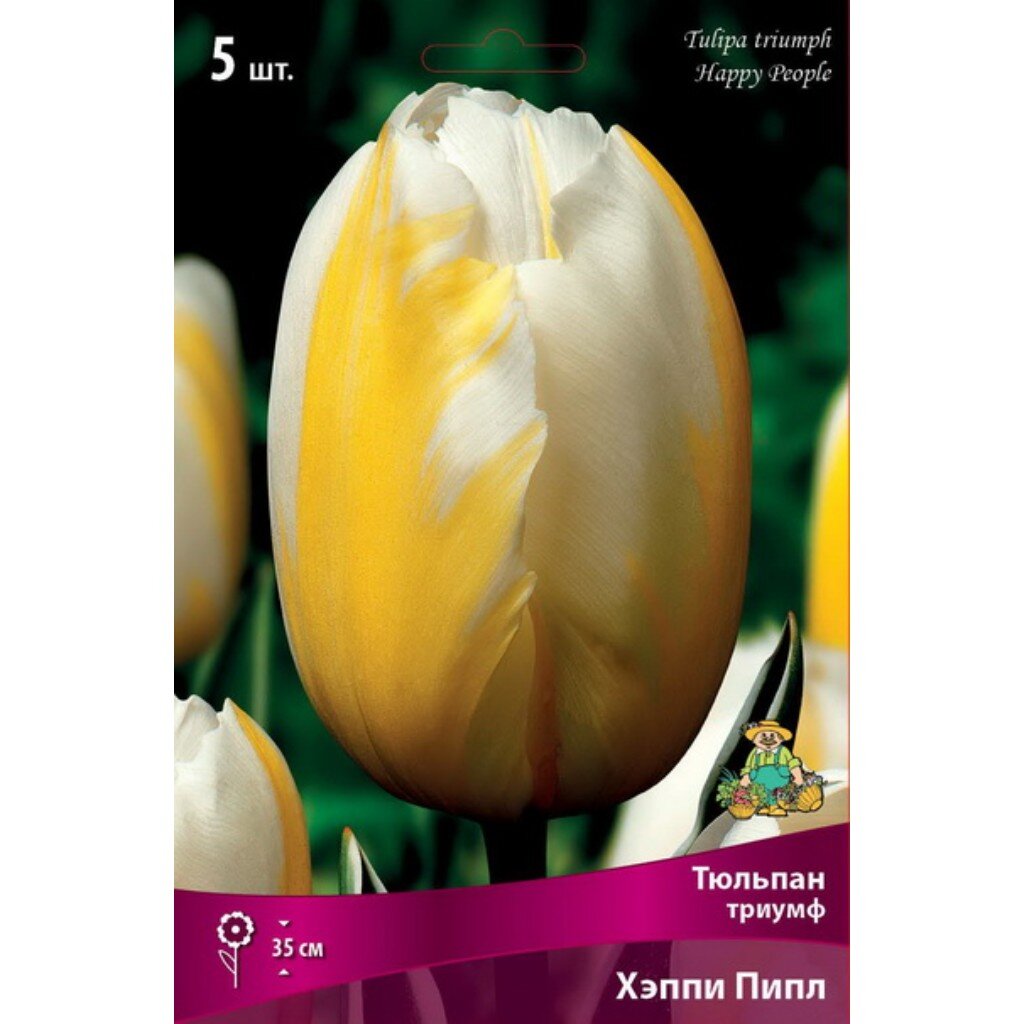 Луковицы Тюльпан Триумф, Хэппи Пипл, 12+/К, 5 шт