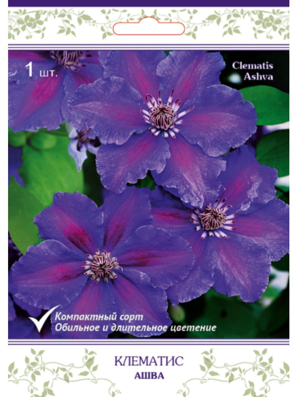 Саженцы Клематис крупноцветковый, Ашва, пурпурно-фиолетовый с красной полосые, 757658