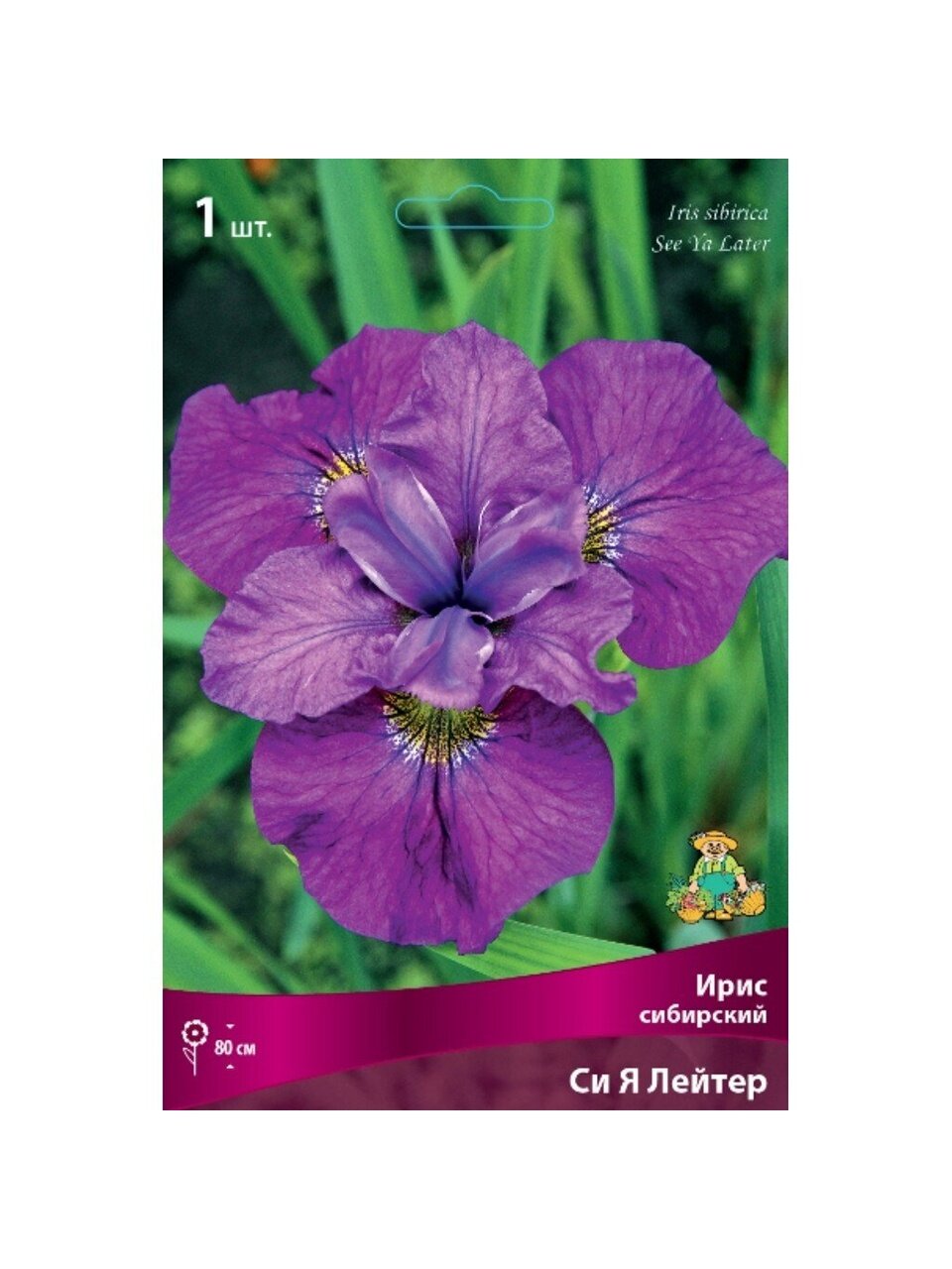 Луковицы Ирис сибирский, Си Я Лейтер
