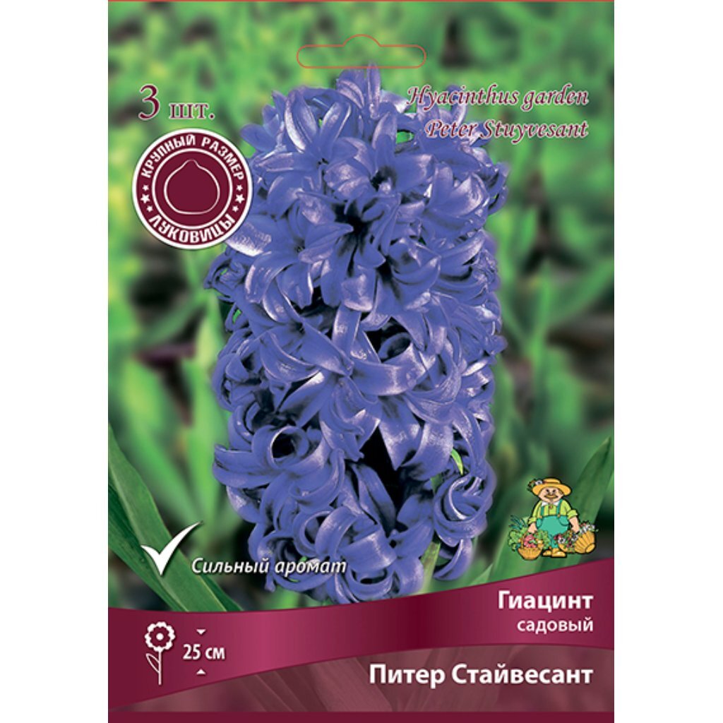 Луковицы Гиацинт садовый, Питер Стайвесант, 15-16/К, 3 шт