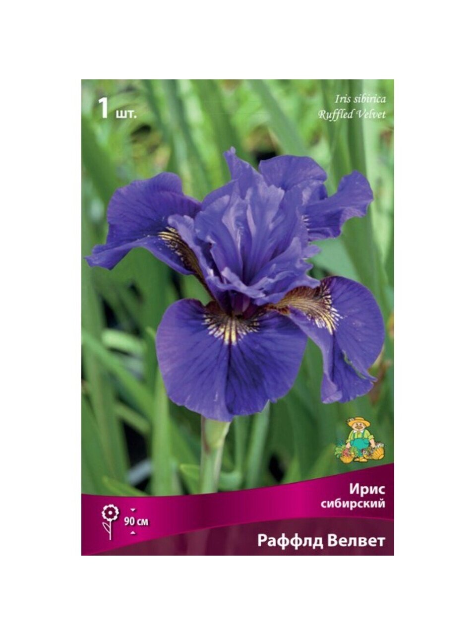 Луковицы Ирис сибирский, Раффлд Велвет