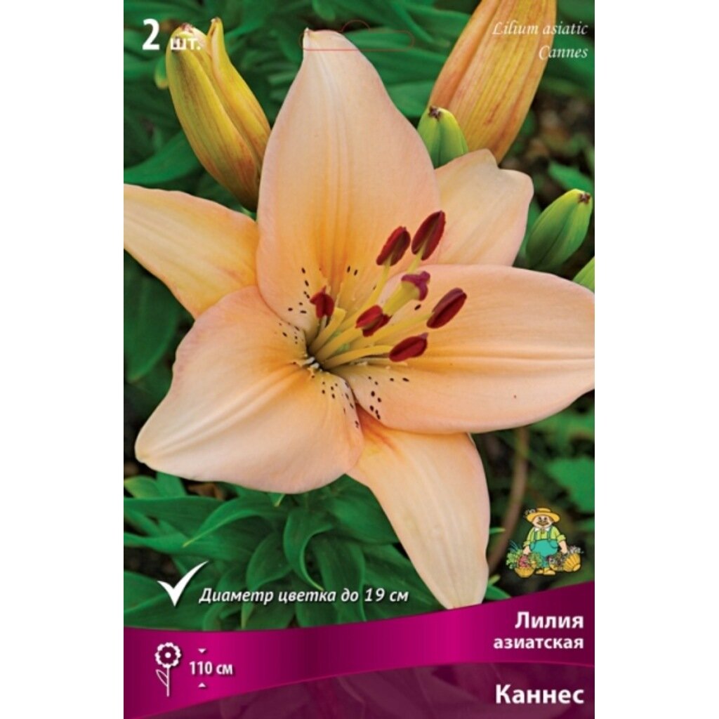 Луковицы Лилия азиатская, Каннес, 14-16/К, 2 шт