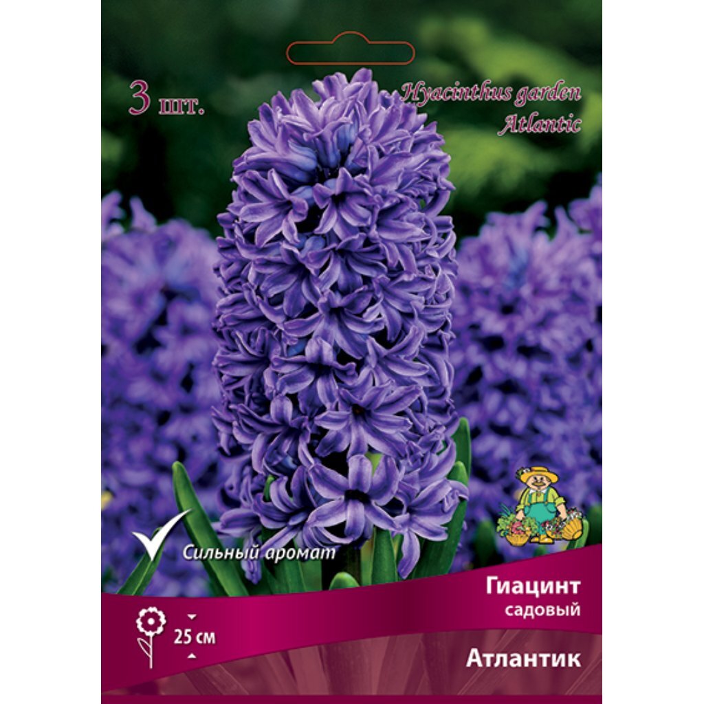 Луковицы Гиацинт садовый, Атлантик 16, 14-15/К, 3 шт