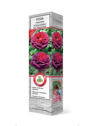 Саженцы Роза парковая, Астрид Графин Фон Харденберг