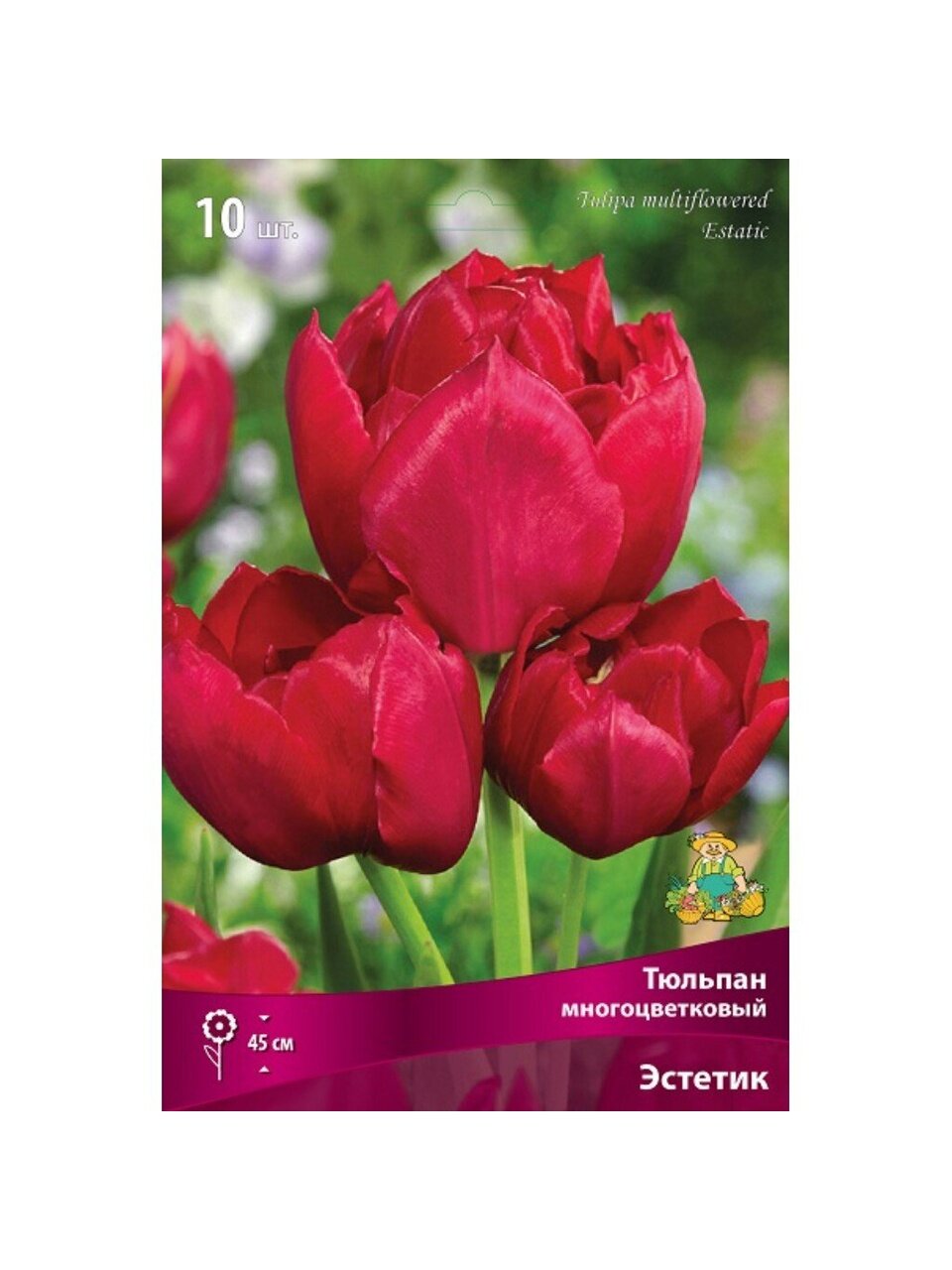 Луковицы Тюльпан многоцветковый, Эстетика, 11-12/К, 10 шт