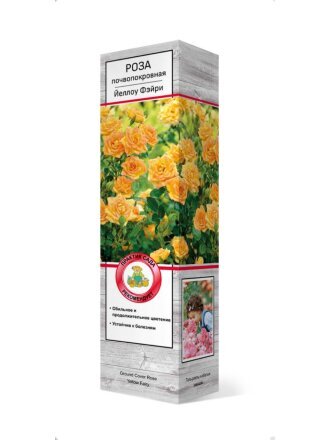 Саженцы Роза почвопокровная, Йеллоу Фэйри