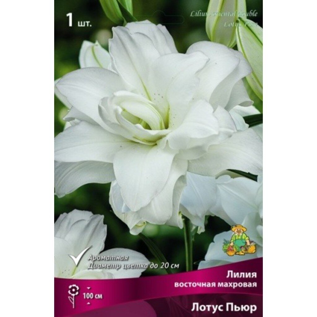 Луковицы Лилия восточная, Лотус Пьюр, 14-16