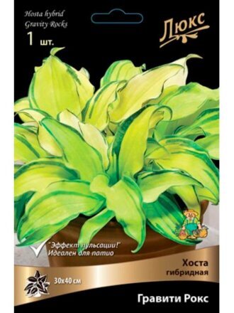 Корневище Хоста гибридная, Гравити Рокс
