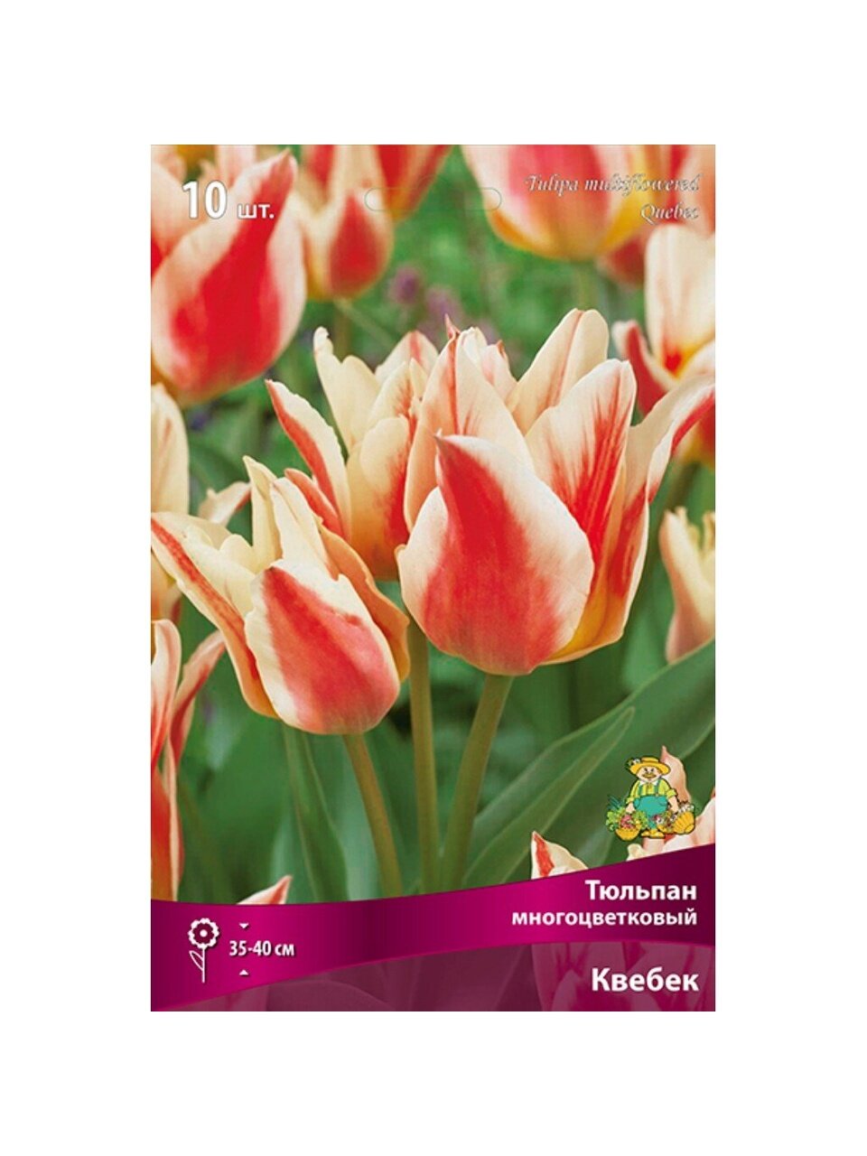 Луковицы Тюльпан многоцветковый, Квебек, 11-12/К, 10 шт