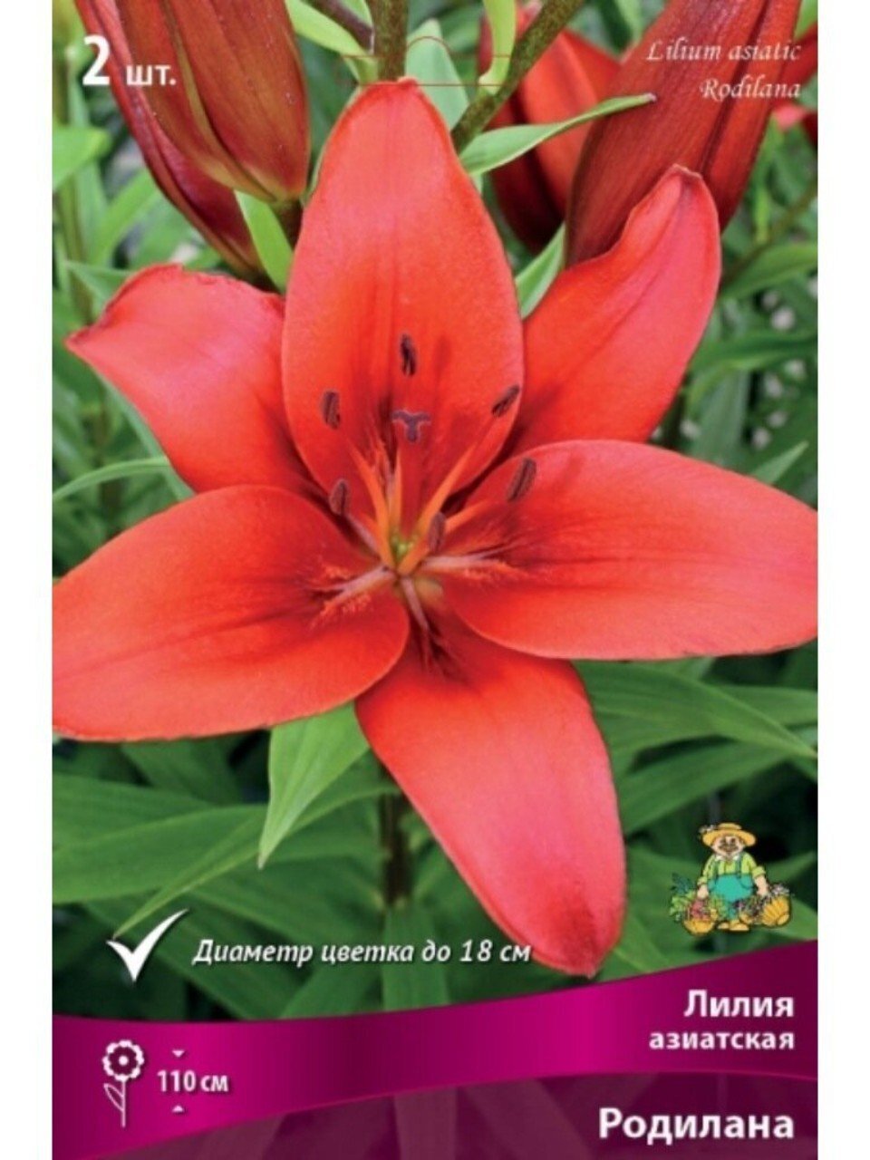 Луковицы Лилия азиатская, Родилана, 14-16, 2 шт