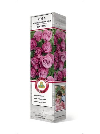 Саженцы Роза чайно-гибридная, Дип Ватэ, 810034