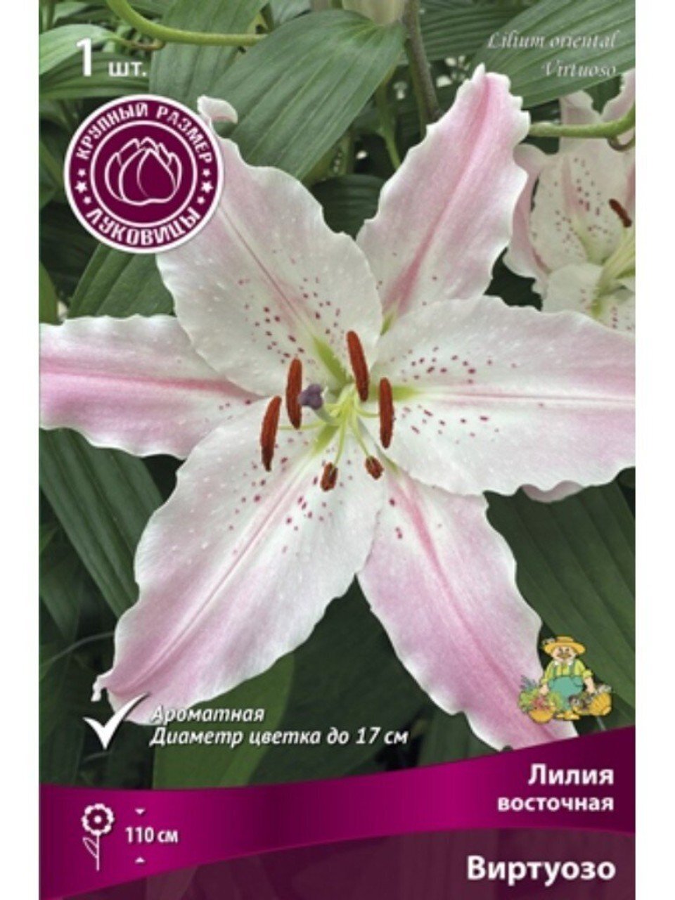Луковицы Лилия восточная, Виртуозо, 16-18