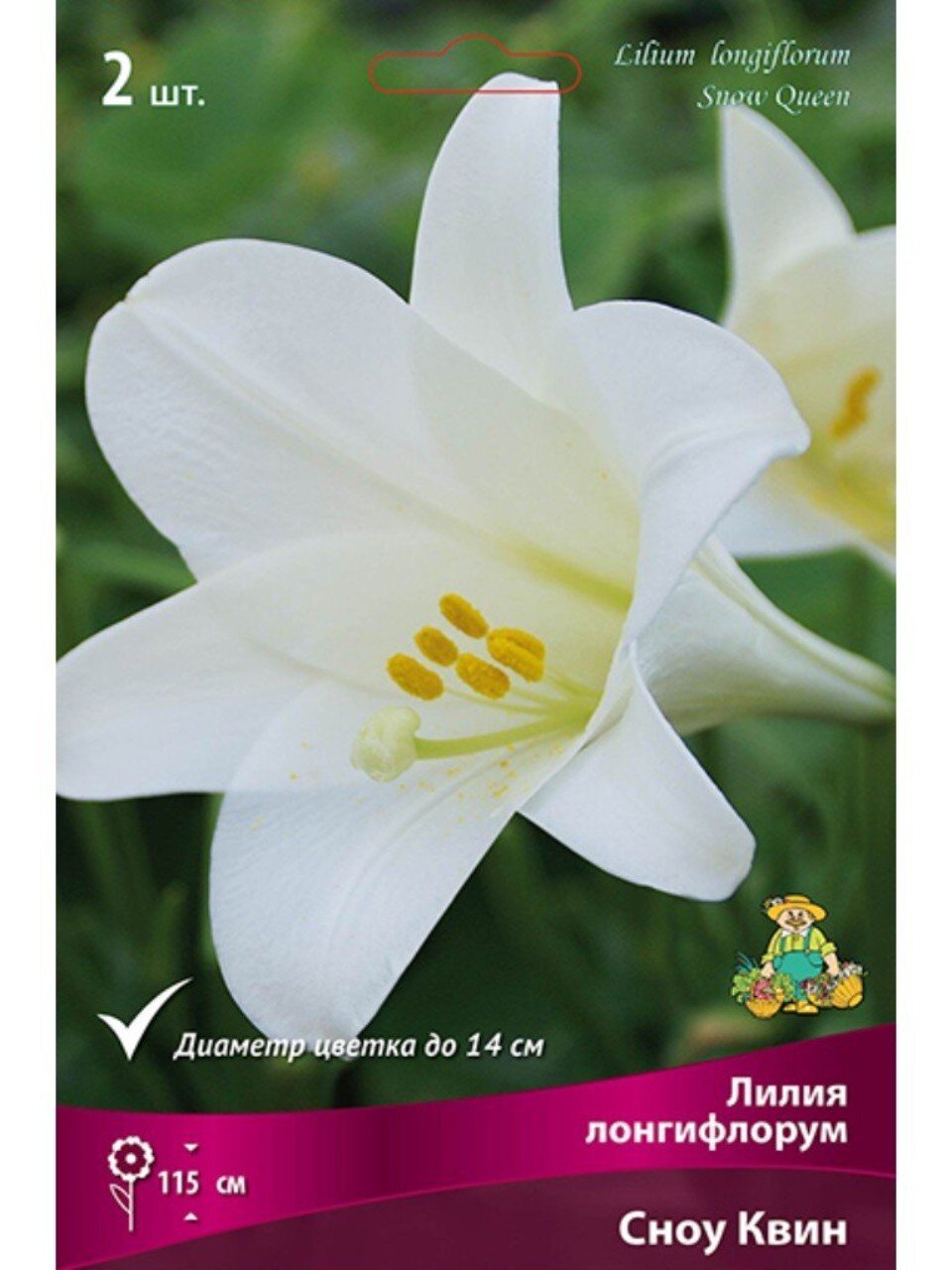 Луковицы Лилия Лонгифлорум, Сноу Квин, 14-16, 2 шт