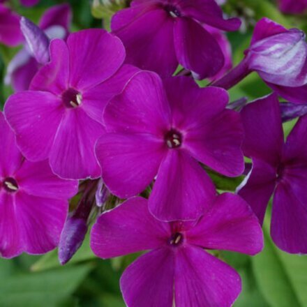 Корневище Флокс метельчатый, Кинг, пурпурно-фиолетовое