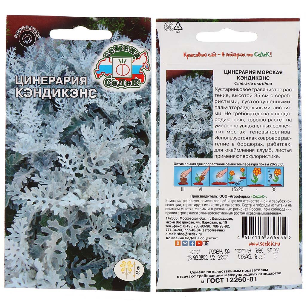 Семена Цветы, Цинерария, Кэндикенс, 0.1 г, листья пальчатораздельные, серебристые, цветная упаковка, Седек растения с ными листьями