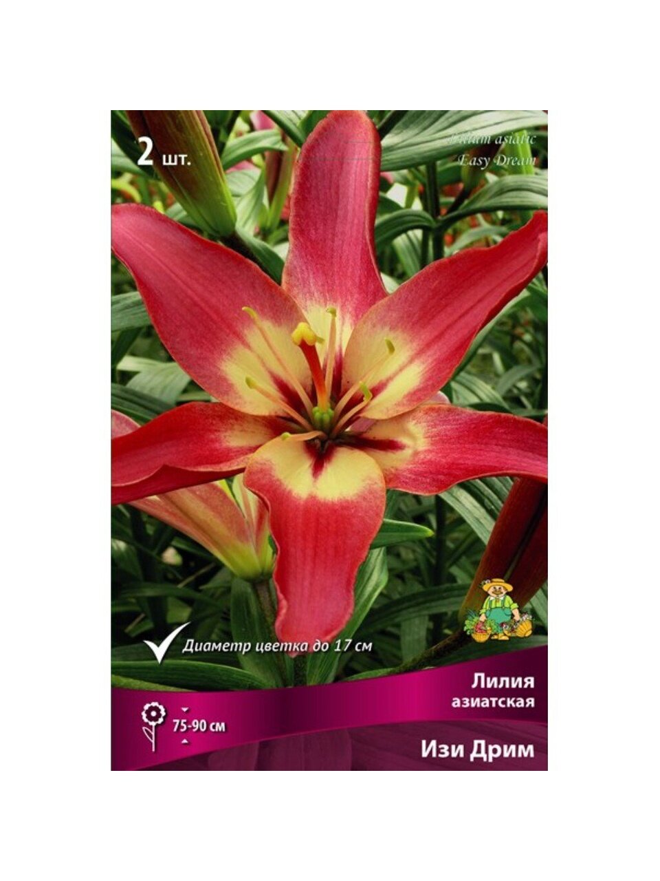 Луковицы Лилия азиатская, Изи Дрим, 14-16/К, 2 шт