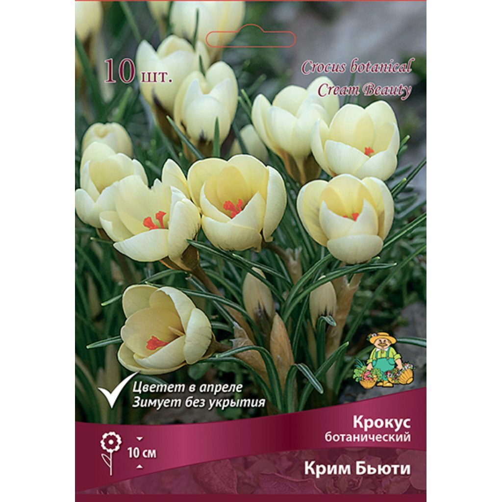 Луковицы Крокус ботанический, Крим Бьюти, 5-7/К, 10 шт