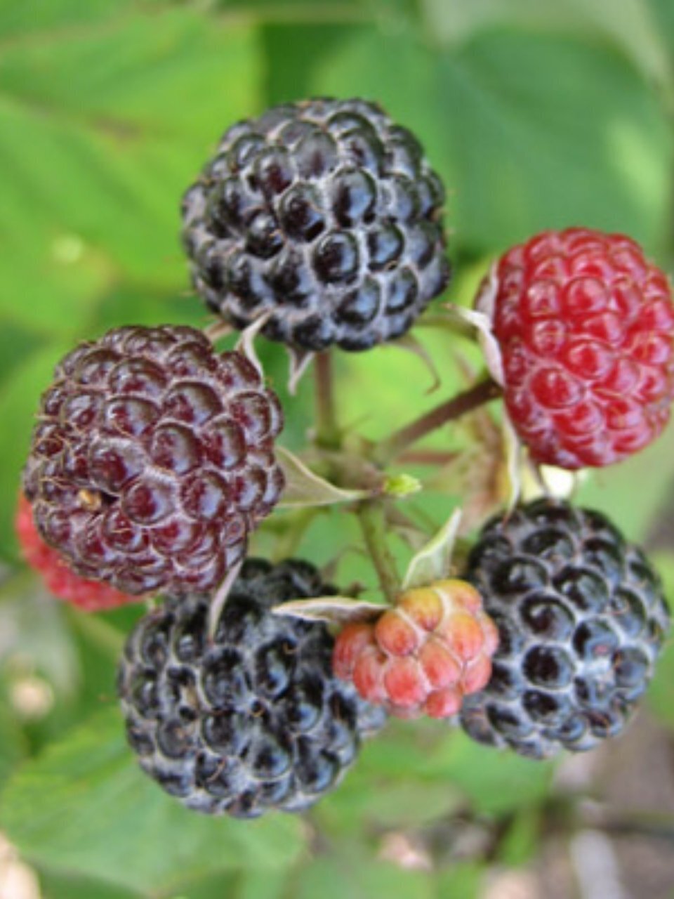 Саженцы Малина, Крепыш, перспективные сорта