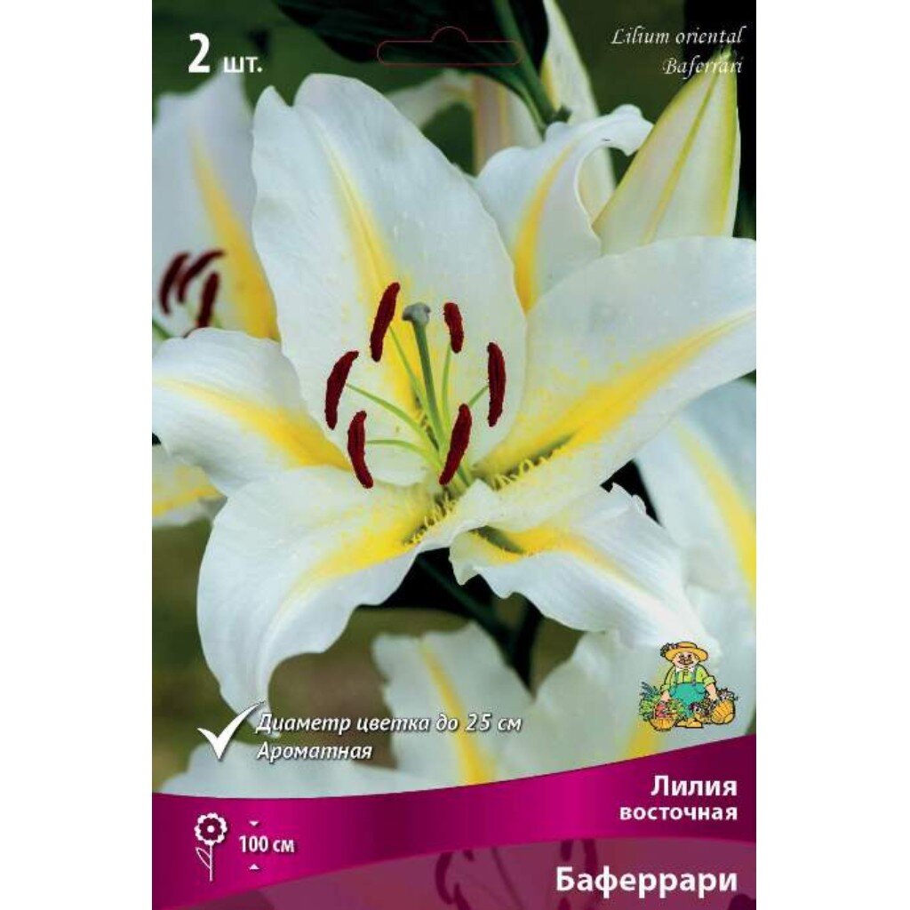 Луковицы Лилия восточная, Баферрари, 16-18/К, 2 шт