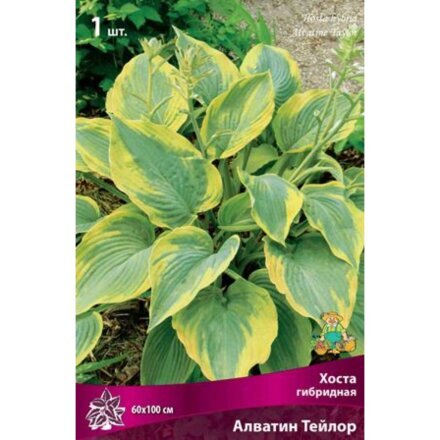 Корневище Хоста гибридная, Алватин Тейлор