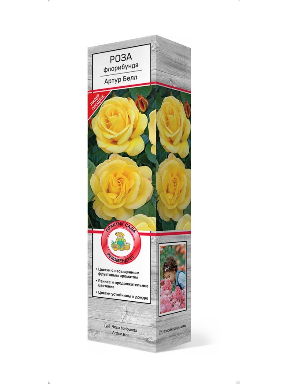 Саженцы Роза флорибунда, Артур Белл, 751911