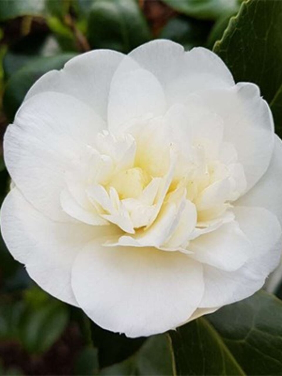 Саженцы Камелия японская, Нобилиссима, 810955