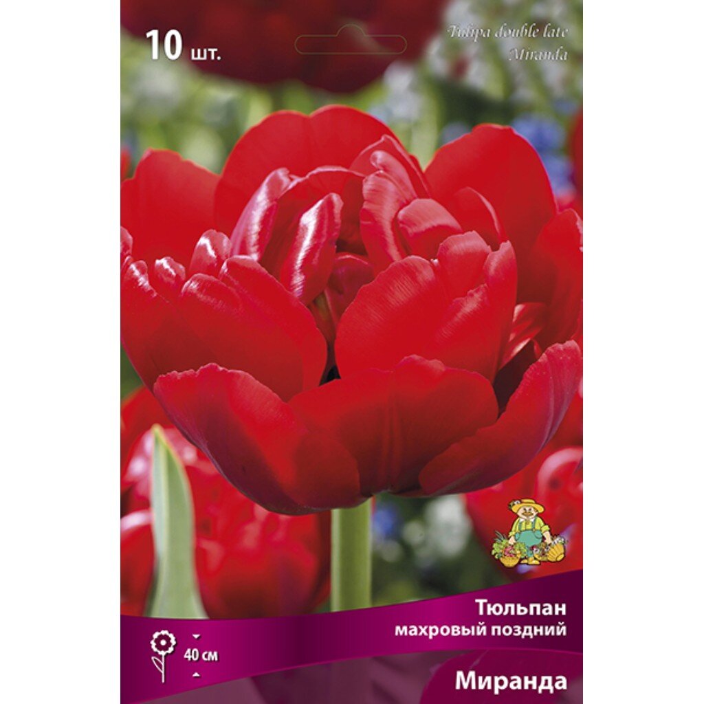 Луковицы Тюльпан махровый поздний, Миранда, 11-12/К, 10 шт