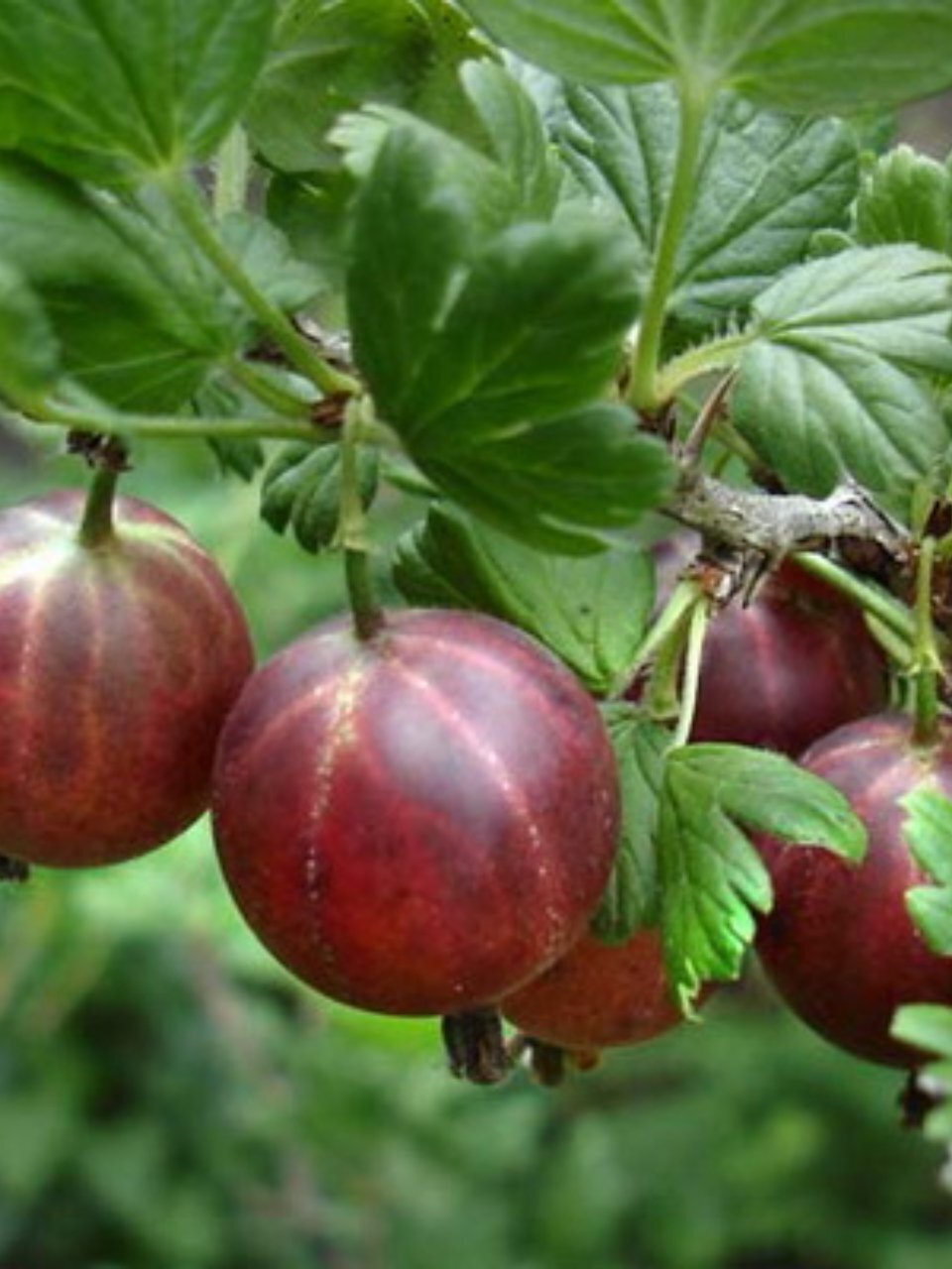 Саженцы Крыжовник, Владил