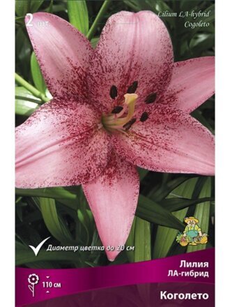 Луковицы Лилия ЛА-Гибрид, Коголето, 14-16