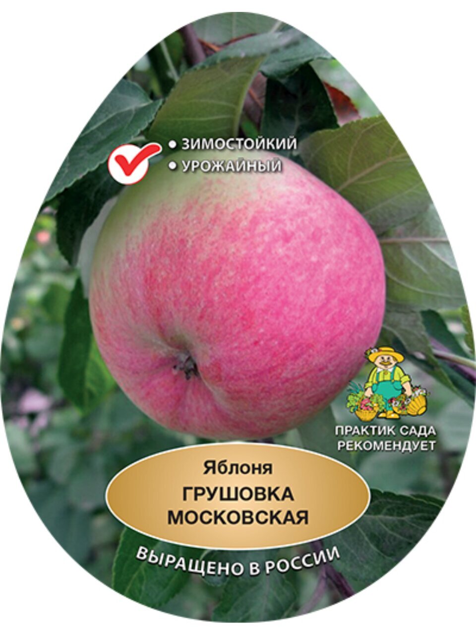 Саженцы Яблоня, Грушовка московская, подвой семенной, 752249